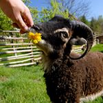 Zbieraj się, Gościniec pod Zielonym Jajem, owce