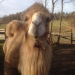 Zbieraj się, Gościniec pod Zielonym Jajem, wielbłąd