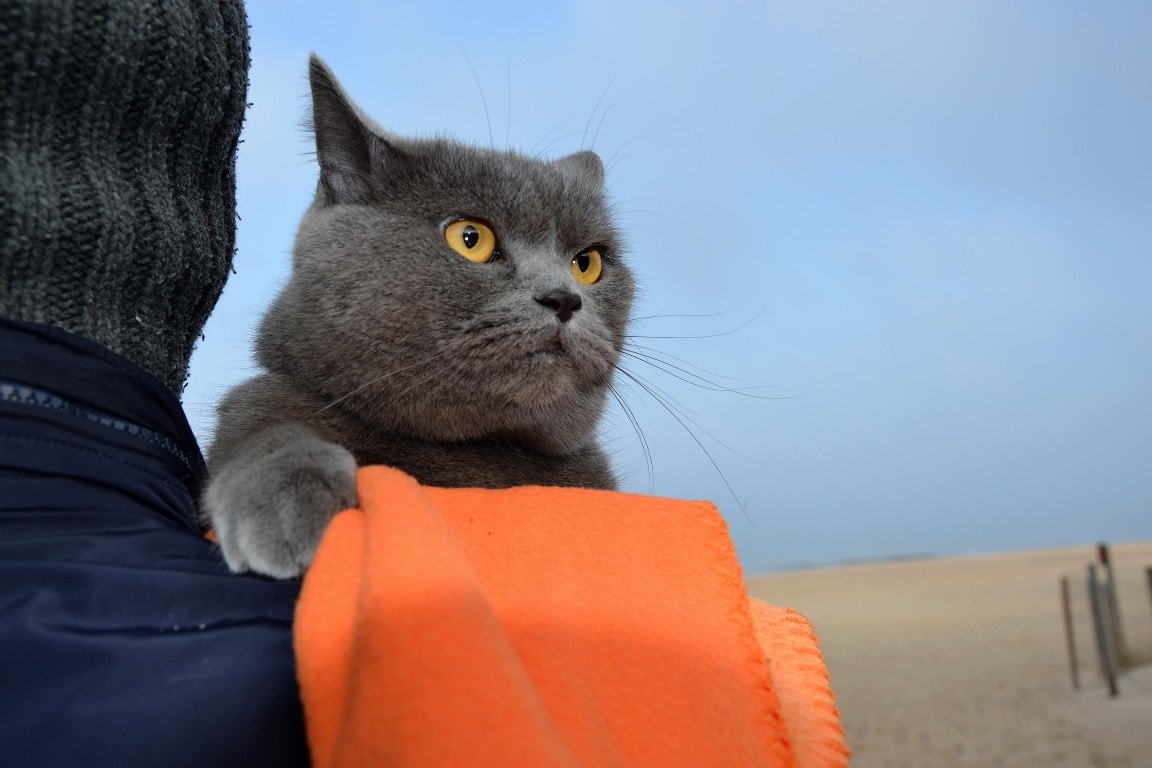 kot na plaży