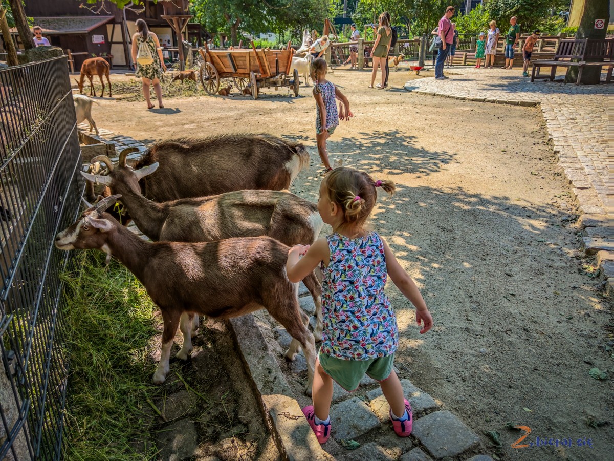 Wiejska zagroda Zoo Goerlitz