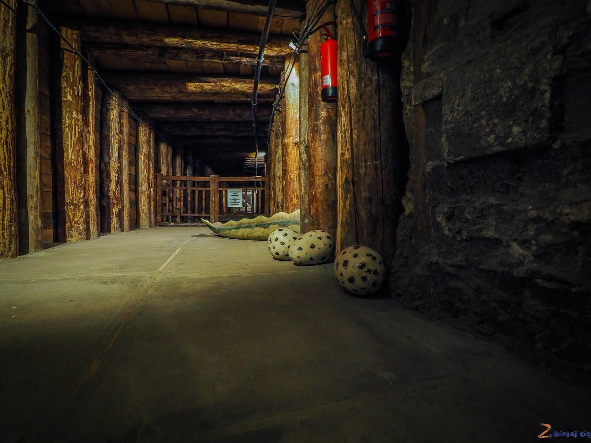 Odkrywanie Solilandii - w poszukiwaniu jaj soloni