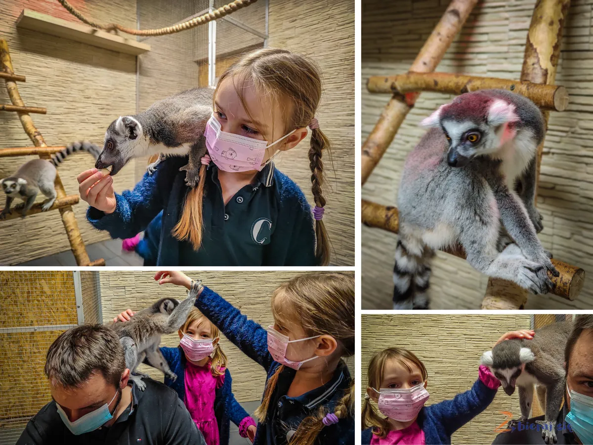 papugarnia-opole-lemury-zbierajsie