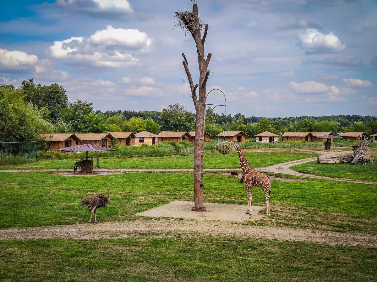 noclegi w Serengeti Park Hodenhagen - największe_safari_w_europie (28)