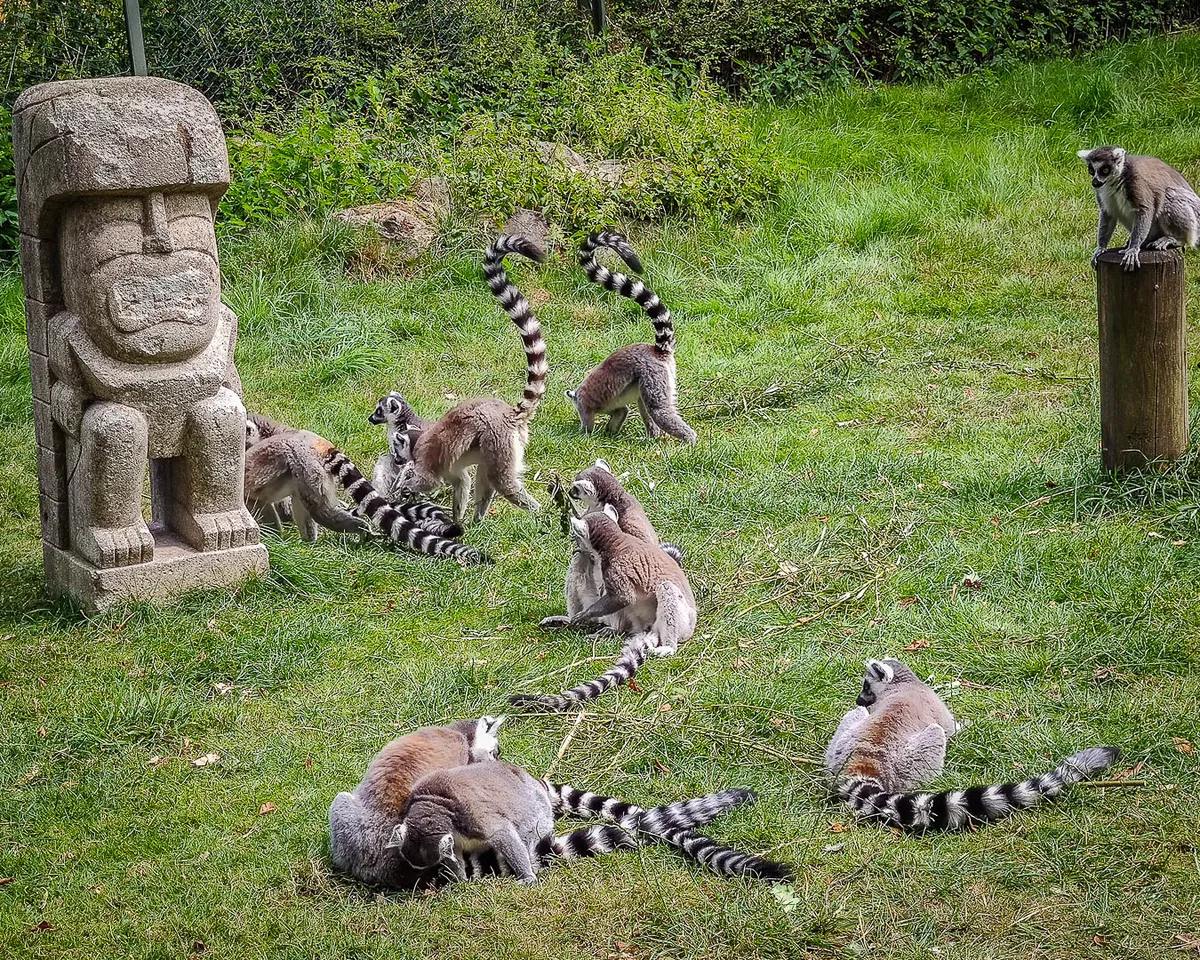 lemury w Serengeti Park Hodenhagen - największe_safari_w_europie (32)