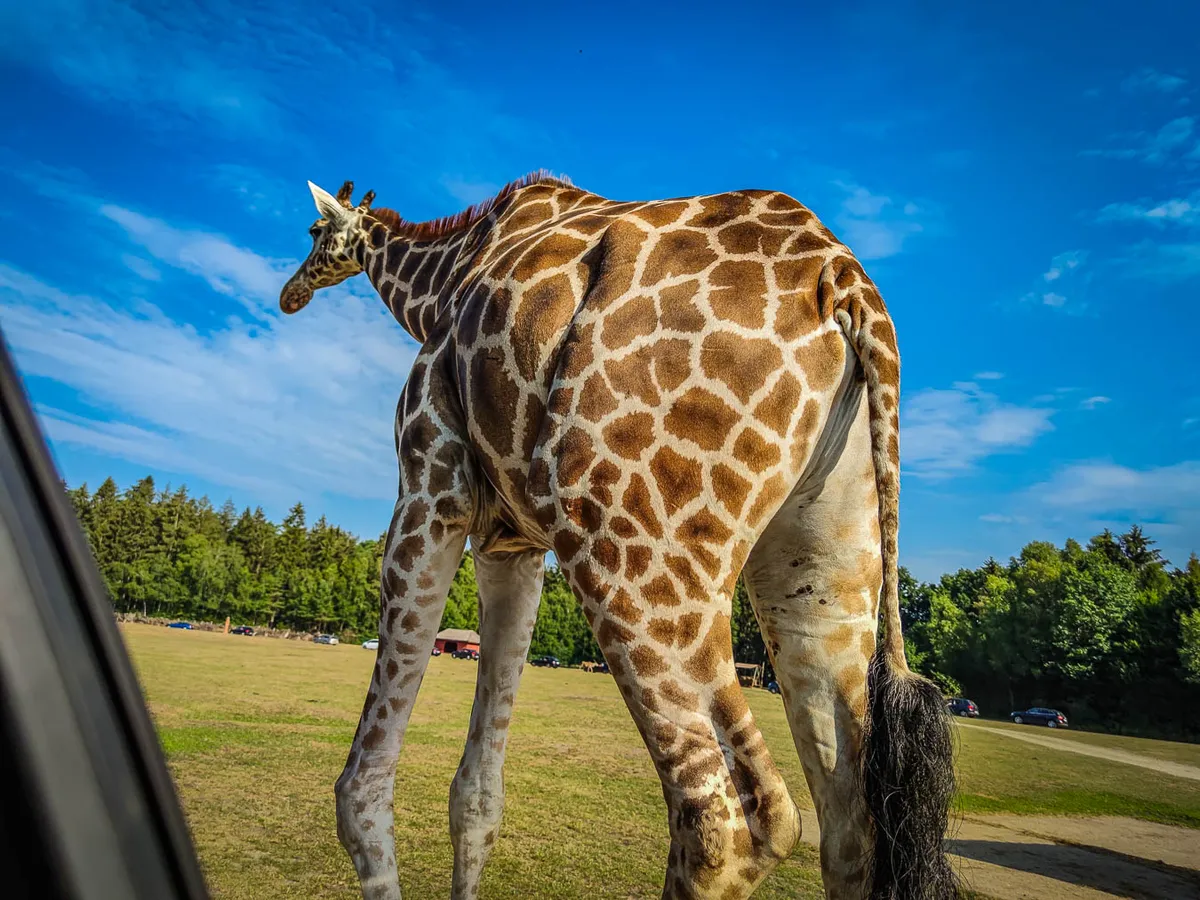 Serengeti Park Hodenhagen - największe_safari_w_europie (50)