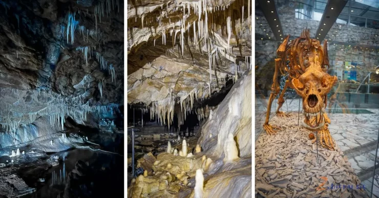 jASKINIA NIEDZWIEDZIA OKLADKA