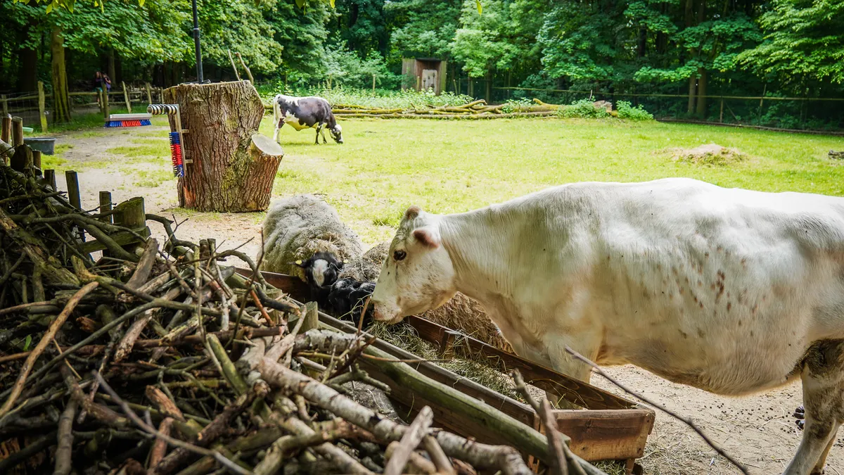 zoo-w-zittau-tierpark-atrakcje-na-trojstyku-dla-dzieci (10)
