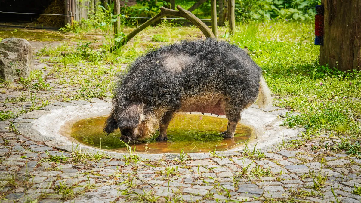 zoo-w-zittau-tierpark-atrakcje-na-trojstyku-dla-dzieci (32)