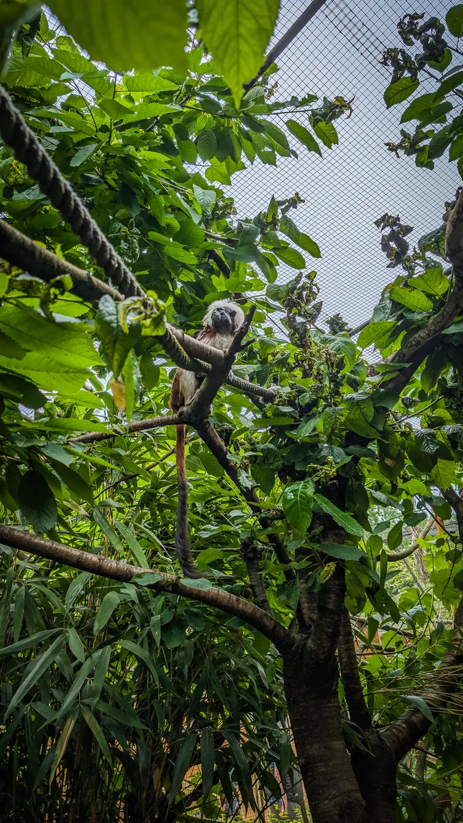 zoo-w-zittau-tierpark-atrakcje-na-trojstyku-dla-dzieci (38)